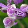 Fotografia 11 da espécie Orchis mascula subesp. laxifloriformis do Jardim Botânico UTAD