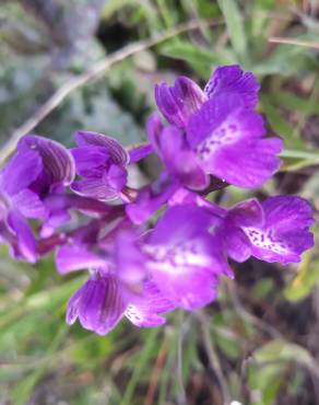 Fotografia 12 da espécie Orchis mascula subesp. laxifloriformis no Jardim Botânico UTAD