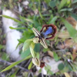 Fotografia da espécie Ophrys speculum subesp. speculum