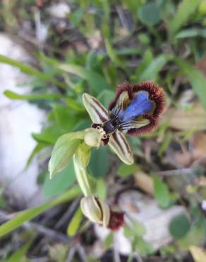 Fotografia 15 da espécie Ophrys speculum subesp. speculum no Jardim Botânico UTAD