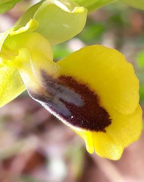 Fotografia 13 da espécie Ophrys lutea no Jardim Botânico UTAD