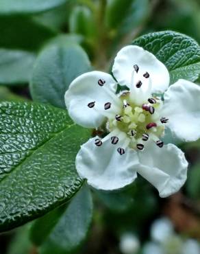 Fotografia 1 da espécie Cotoneaster dammeri no Jardim Botânico UTAD