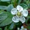 Fotografia 1 da espécie Cotoneaster dammeri do Jardim Botânico UTAD