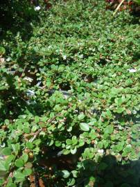 Fotografia da espécie Cotoneaster dammeri