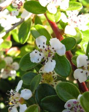 Fotografia 3 da espécie Cotoneaster dammeri no Jardim Botânico UTAD