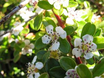 Fotografia da espécie Cotoneaster dammeri