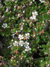 Fotografia da espécie Cotoneaster dammeri