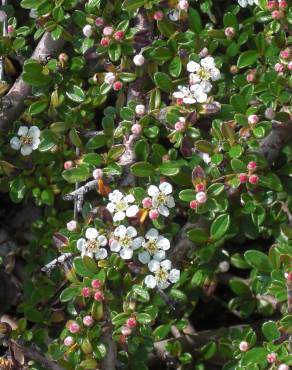 Fotografia 5 da espécie Cotoneaster dammeri no Jardim Botânico UTAD