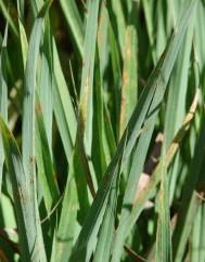 Cymbopogon citratus