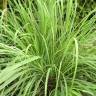 Fotografia 6 da espécie Cymbopogon citratus do Jardim Botânico UTAD