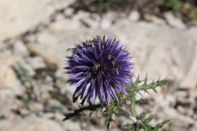 Fotografia da espécie Echinops ritro