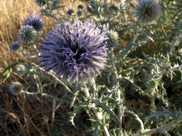 Fotografia da espécie Echinops ritro