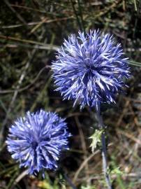 Fotografia da espécie Echinops ritro