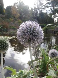 Fotografia da espécie Echinops ritro