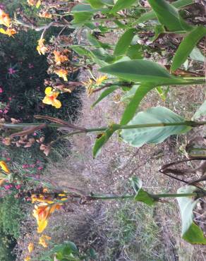 Fotografia 13 da espécie Canna x generalis no Jardim Botânico UTAD