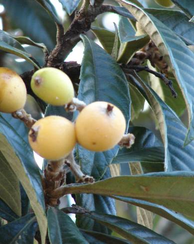 Fotografia de capa Eriobotrya japonica - do Jardim Botânico