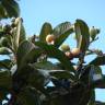 Fotografia 5 da espécie Eriobotrya japonica do Jardim Botânico UTAD