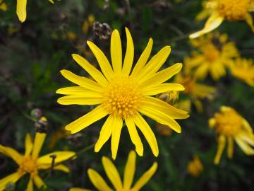 Fotografia da espécie Euryops chrysanthemoides