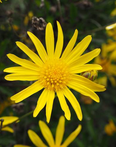 Fotografia de capa Euryops chrysanthemoides - do Jardim Botânico