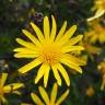 Fotografia 1 da espécie Euryops chrysanthemoides do Jardim Botânico UTAD