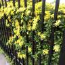 Fotografia 3 da espécie Euryops chrysanthemoides do Jardim Botânico UTAD