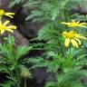 Fotografia 5 da espécie Euryops chrysanthemoides do Jardim Botânico UTAD
