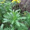 Fotografia 6 da espécie Euryops chrysanthemoides do Jardim Botânico UTAD