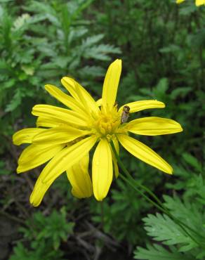 Fotografia 7 da espécie Euryops chrysanthemoides no Jardim Botânico UTAD