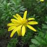 Fotografia 7 da espécie Euryops chrysanthemoides do Jardim Botânico UTAD