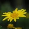 Fotografia 8 da espécie Euryops chrysanthemoides do Jardim Botânico UTAD