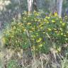 Fotografia 9 da espécie Euryops chrysanthemoides do Jardim Botânico UTAD
