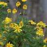 Fotografia 10 da espécie Euryops chrysanthemoides do Jardim Botânico UTAD