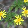 Fotografia 11 da espécie Euryops chrysanthemoides do Jardim Botânico UTAD