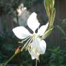 Fotografia 3 da espécie Gaura lindheimeri do Jardim Botânico UTAD