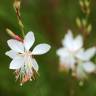 Fotografia 7 da espécie Gaura lindheimeri do Jardim Botânico UTAD