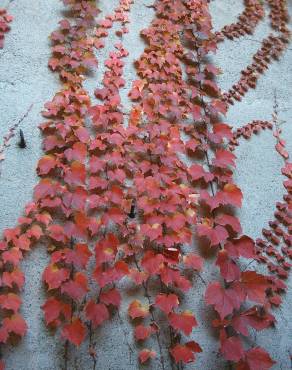 Fotografia 1 da espécie Parthenocissus tricuspidata no Jardim Botânico UTAD