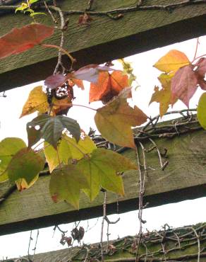 Fotografia 5 da espécie Parthenocissus tricuspidata no Jardim Botânico UTAD