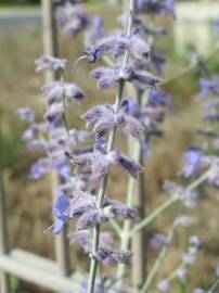 Fotografia da espécie Perovskia atriplicifolia