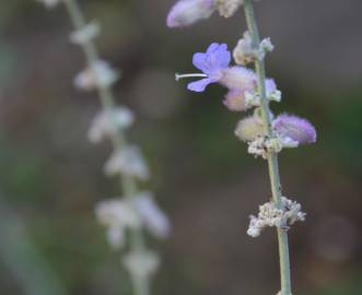 Fotografia da espécie Perovskia atriplicifolia