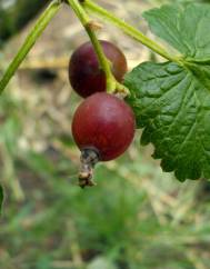 Ribes nigrum