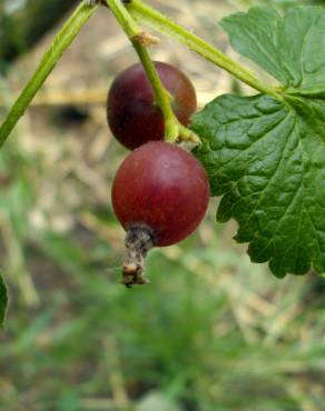 Fotografia 1 da espécie Ribes nigrum no Jardim Botânico UTAD