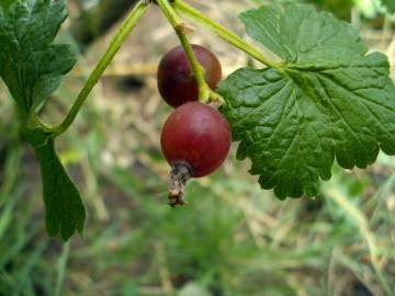 Fotografia da espécie Ribes nigrum