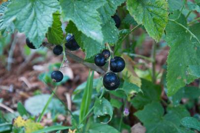Fotografia da espécie Ribes nigrum