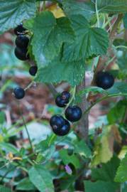 Fotografia da espécie Ribes nigrum
