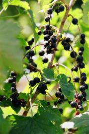 Fotografia da espécie Ribes nigrum