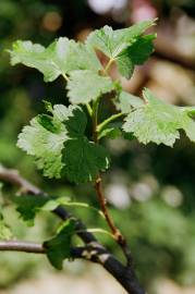 Fotografia da espécie Ribes nigrum