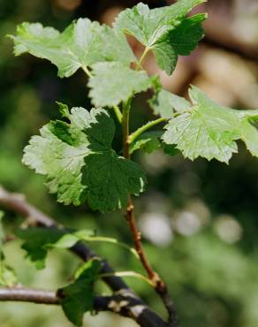 Fotografia 5 da espécie Ribes nigrum no Jardim Botânico UTAD