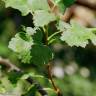 Fotografia 5 da espécie Ribes nigrum do Jardim Botânico UTAD