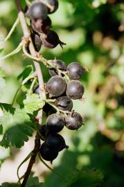 Fotografia da espécie Ribes nigrum
