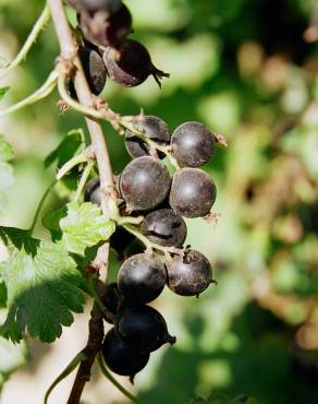 Fotografia 6 da espécie Ribes nigrum no Jardim Botânico UTAD